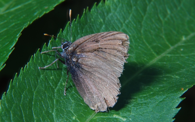 Farfalla